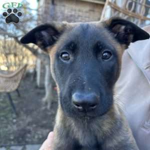 Pink, Belgian Malinois Puppy